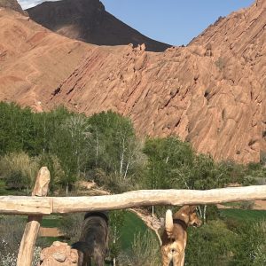 Unforgettable Sahara Adventure - 3-Day Tour from Fes to Marrakech via Merzouga