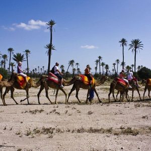 Camel ride Palmeraie Marrakech: Best adventure