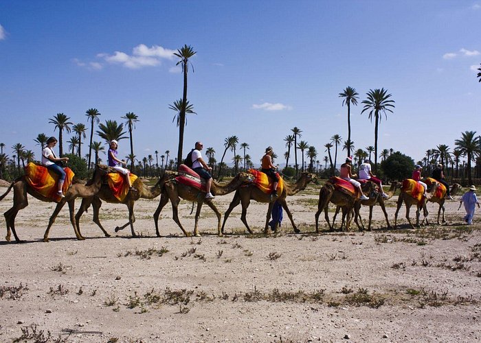 Camel ride Palmeraie Marrakech: Best adventure